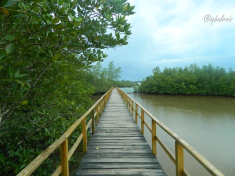 wisata mangrove sei carang