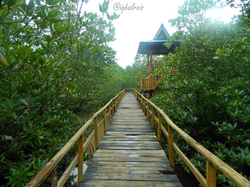 Hutan mangrove tanjung pinang